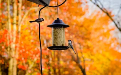 How to Install a Squirrel Baffle