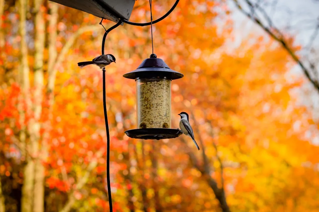 How to Install a Squirrel Baffle