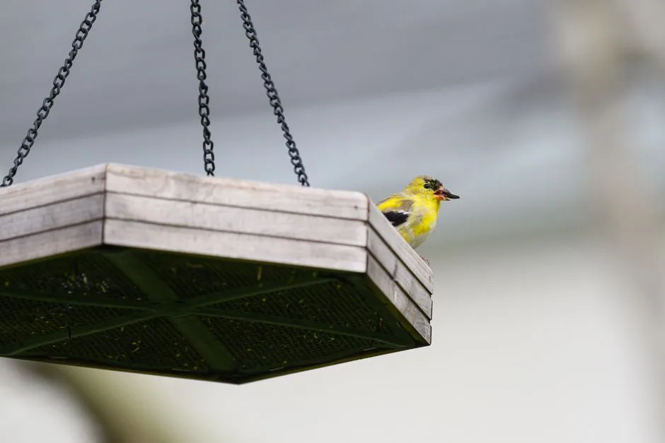 An American goldfinch perched on the edge of a hanging mesh platform bird feeder