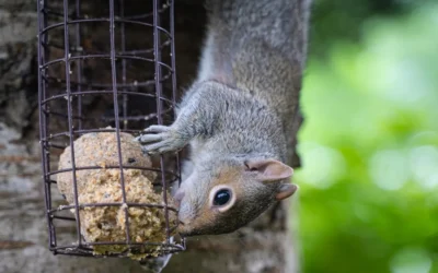 Squirrel Baffles: The Complete Guide