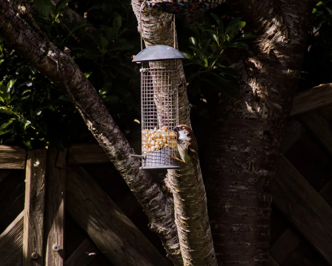 A sparrow eating from a hanging mesh feeder mounted close to a tree and a wooden fence