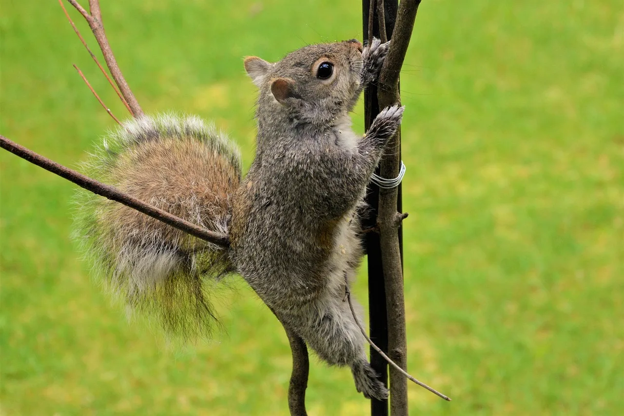 A gray squirrel gripping and climbing a thin metal pole in a grassy yard