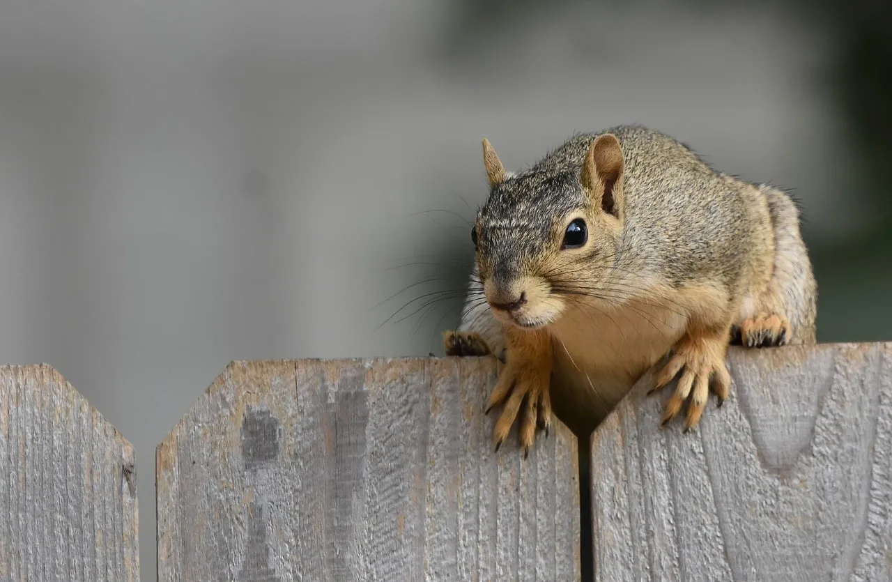 A squirrel with its paws up peeking over the top of a wooden picket fence