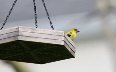 Squirrel-Proof Feeder vs Baffle: Do You Need Both?
