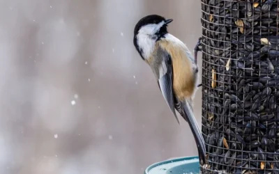 Bird Feeders: The Complete Guide