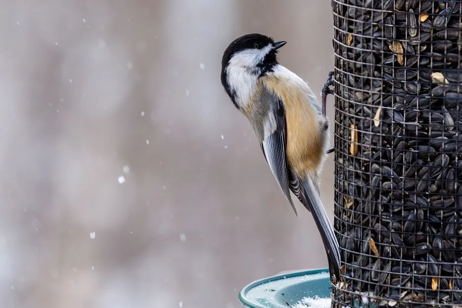 Black-capped chickadee perched on the side of a mesh tube bird feeder