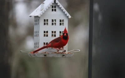 Best Bird Feeders