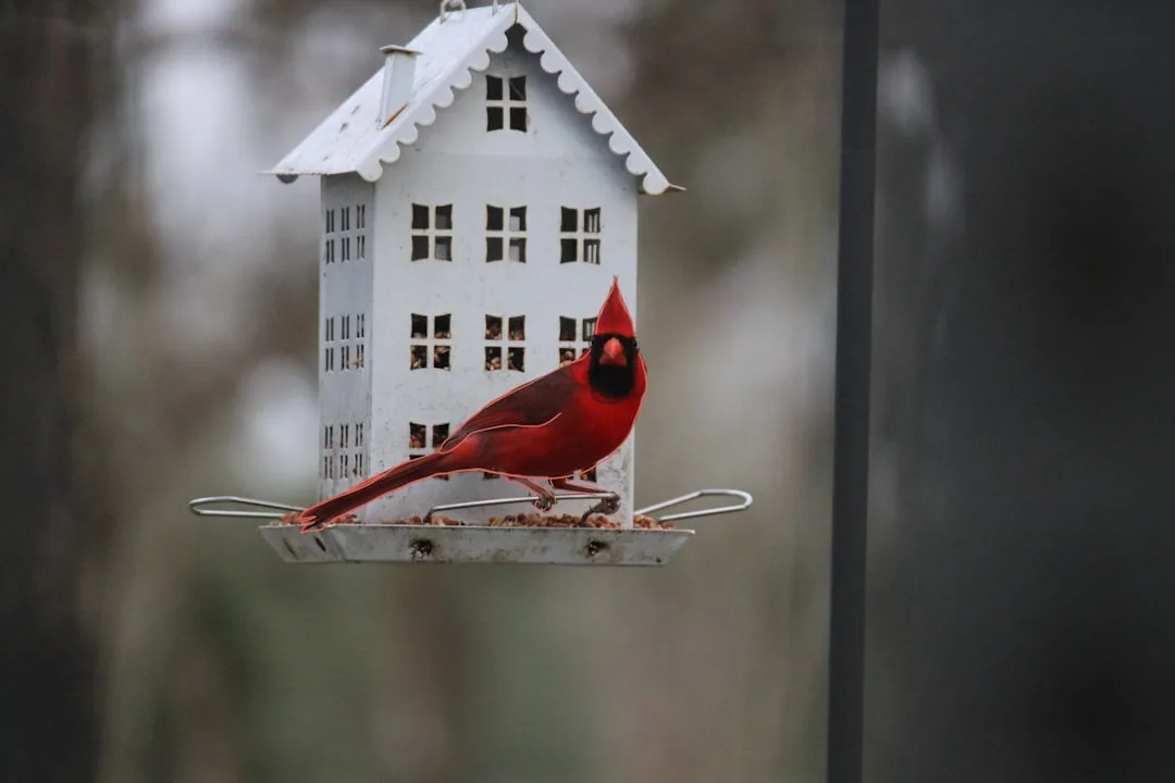 Northern cardinal perched on a white house-shaped hopper bird feeder