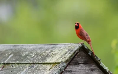 Best Hopper Bird Feeders