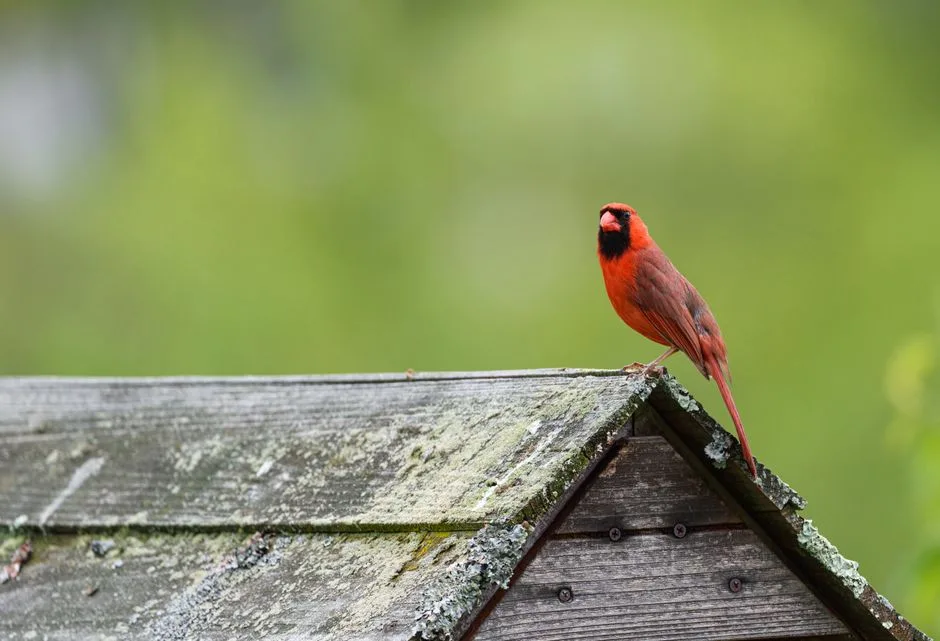 Northern cardinal perched on the peaked wooden roof of a hopper bird feeder