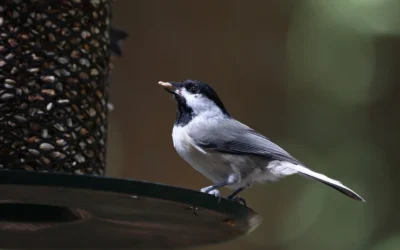 Squirrel Baffle Buying Guide