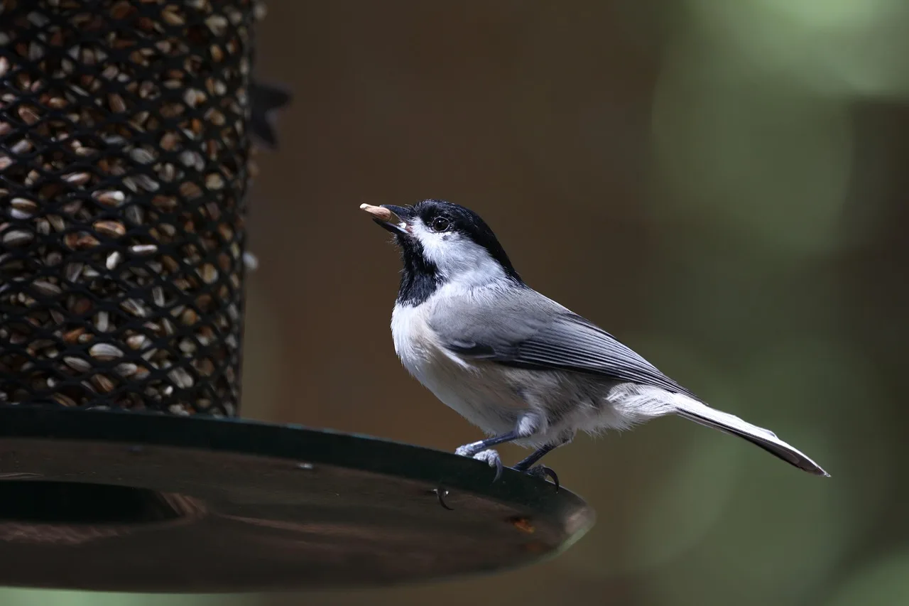 Chickadee perched on a mesh feeder with a domed guard visible below