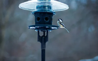 16-Inch vs 19-Inch Squirrel Baffles: Which Size Do You Need?