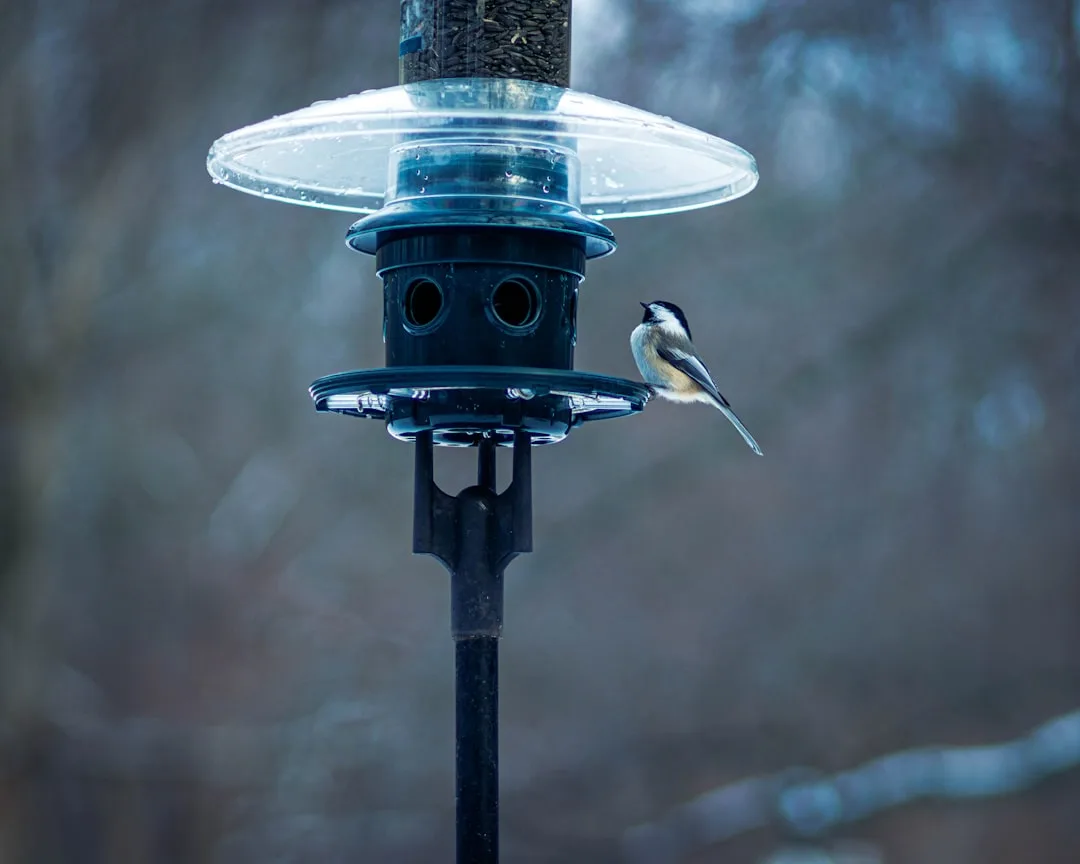 16-Inch vs 19-Inch Squirrel Baffles: Which Size Do You Need?