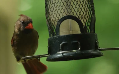 Caged Feeders vs Baffles: Which Should You Use?