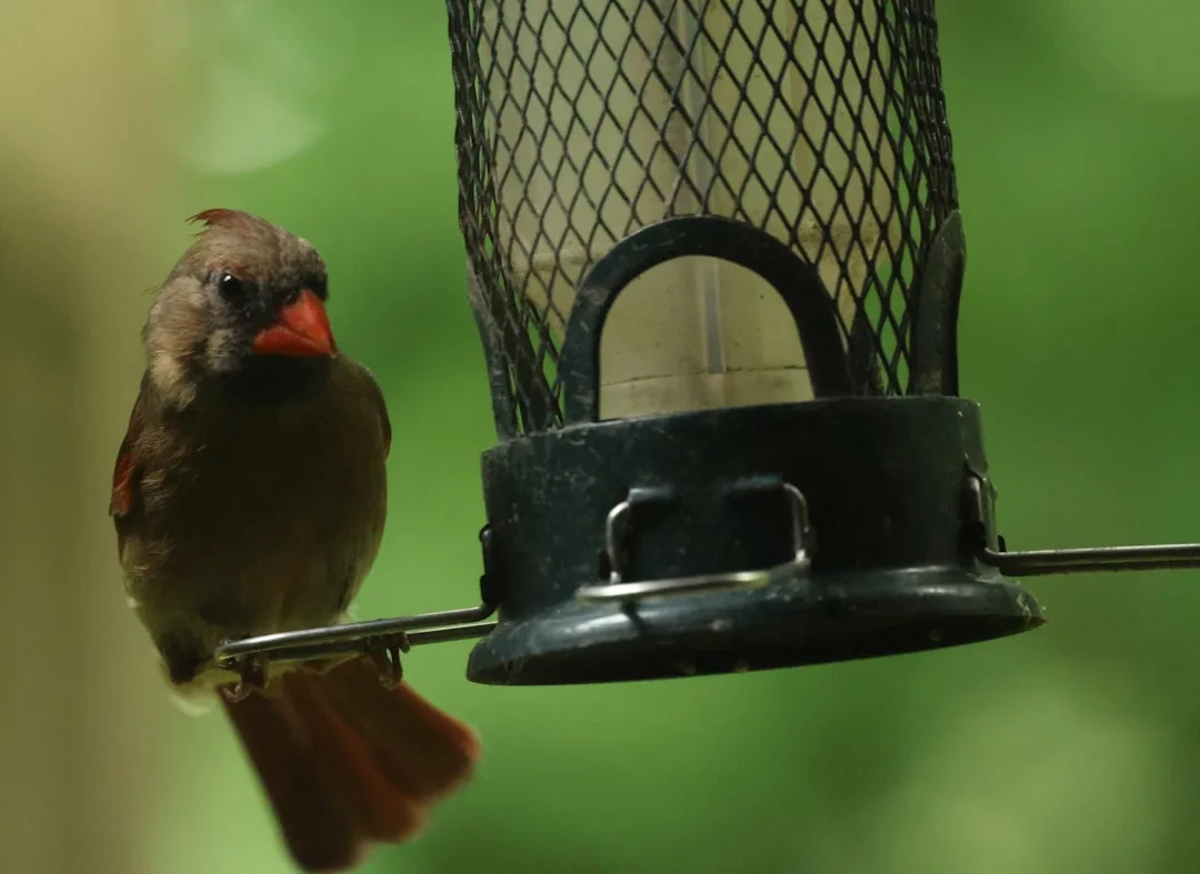 Female cardinal perched on the edge of a black mesh caged bird feeder