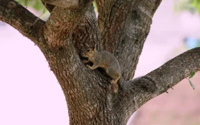 Best Squirrel Baffle for Aggressive Squirrels
