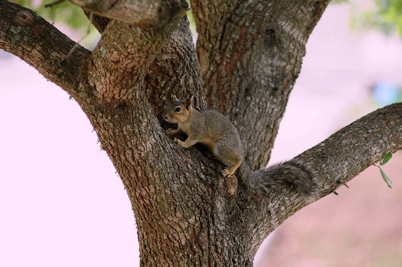 Fox squirrel poised alertly in the fork of a tree branch