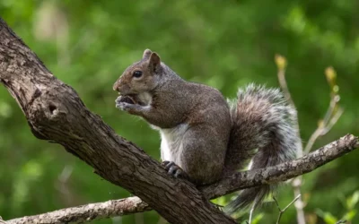 How Far Can a Squirrel Jump?