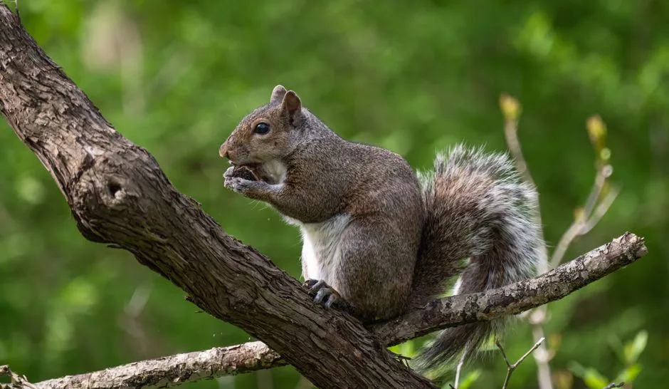 Gray squirrel perched on a tree branch eating a nut