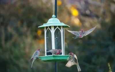 Best Heavy-Duty Squirrel Baffles