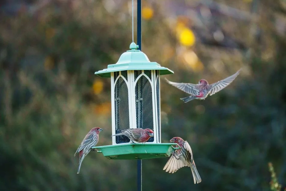 House finches feeding at a hanging bird feeder mounted on a straight metal pole