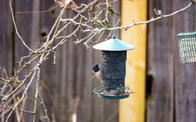 Best Squirrel Baffle for a Hanging Feeder