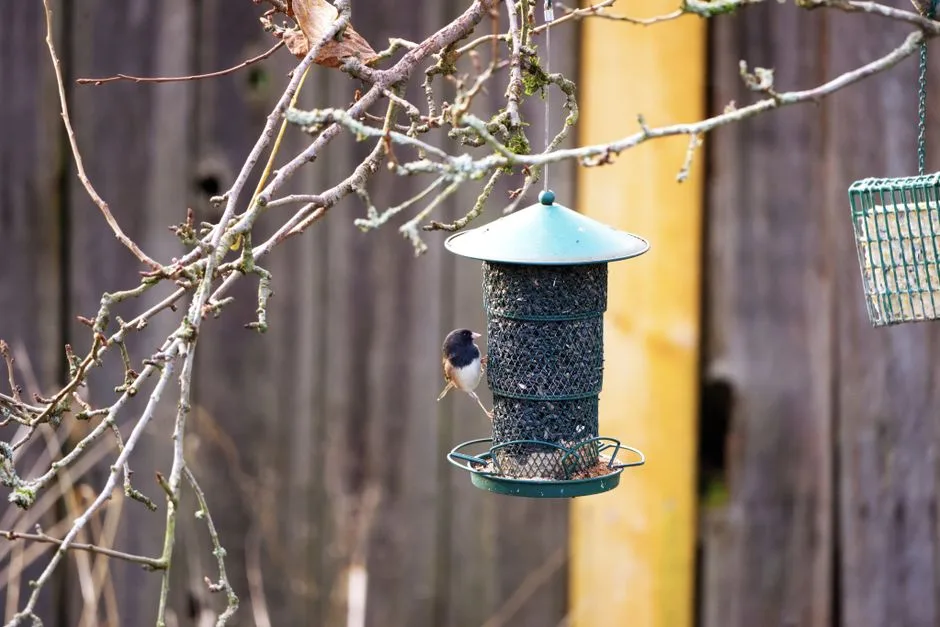 Small bird on a tube feeder hanging from a tree branch near a wooden fence