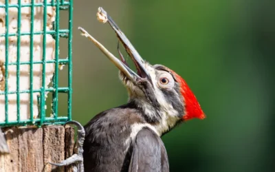 Best Suet Feeders