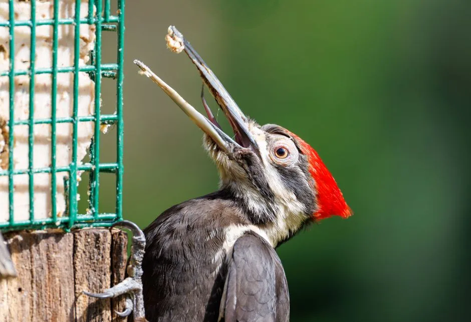 Pileated woodpecker feeding from a green wire suet cage feeder