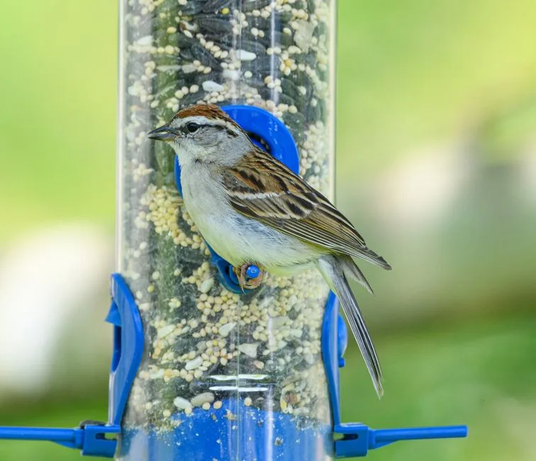 Sparrow perched on a blue plastic tube bird feeder