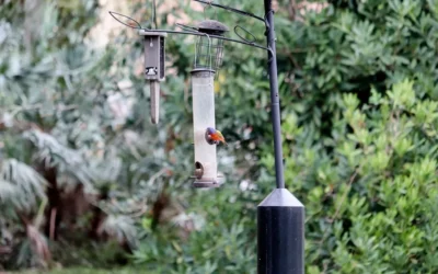 Best Squirrel Baffles for Bird Feeders