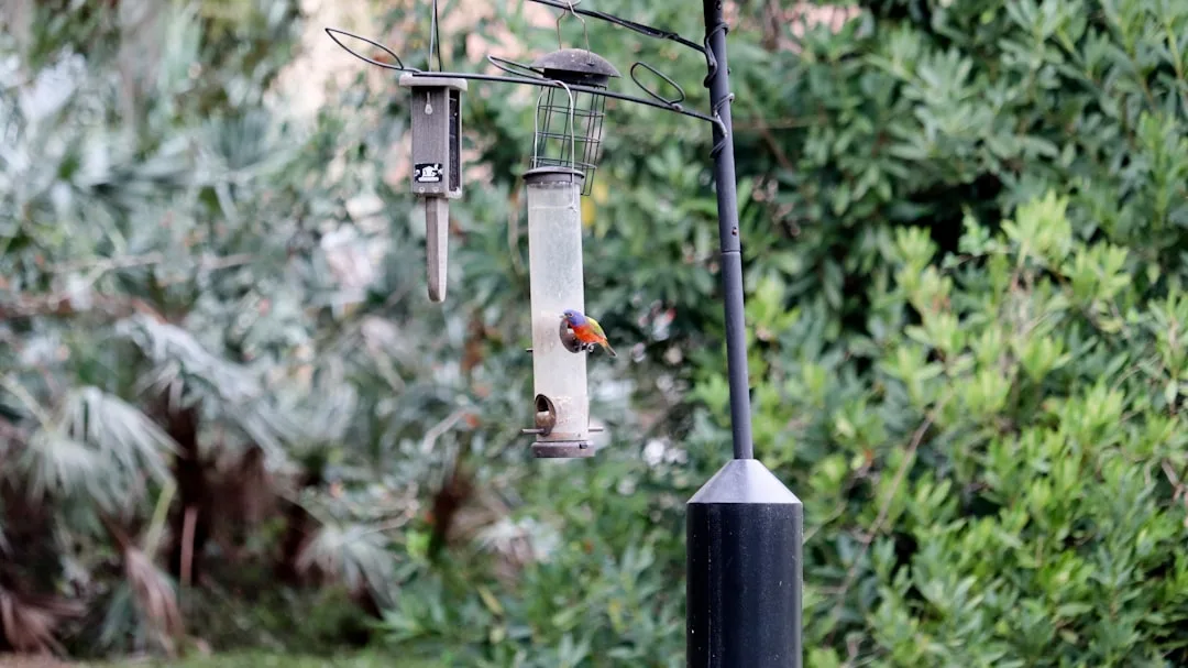 Best Squirrel Baffles for Bird Feeders