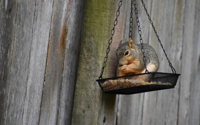 Why Is My Squirrel Baffle Not Working?