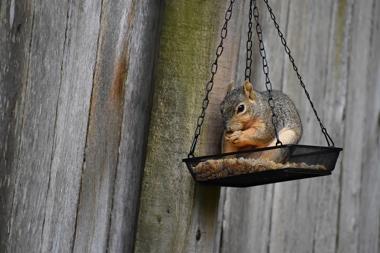 Squirrel eating seed directly from a hanging mesh bird feeder tray