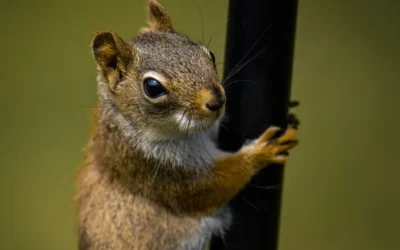 Can Squirrels Climb a Metal Pole?