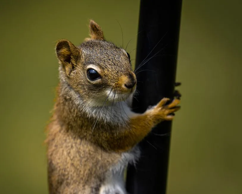 Can Squirrels Climb a Metal Pole?