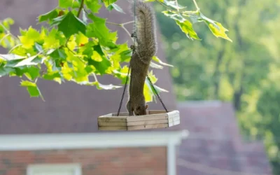 Best Large Squirrel Baffles: 19-Inch and Larger