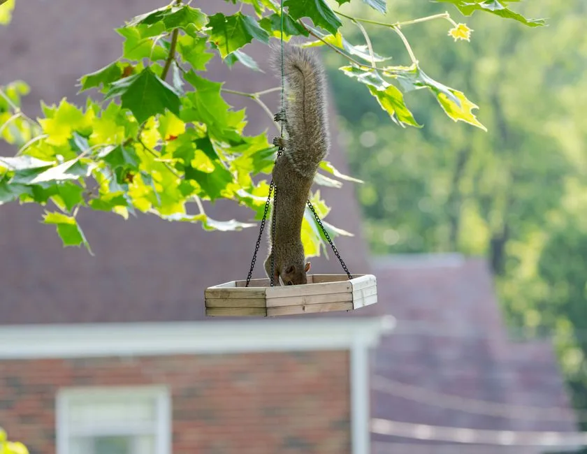 Squirrel hanging upside down from a tree branch to reach a hanging bird feeder near a house