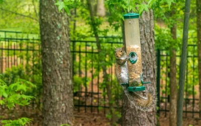 How to Install a Squirrel Baffle on a Shepherd Hook