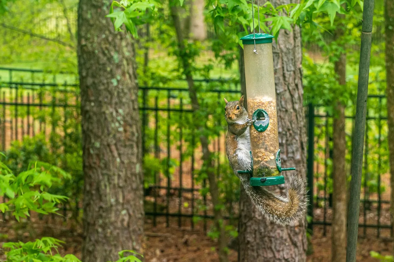 Squirrel hanging from a support wire onto a tube bird feeder near a metal fence