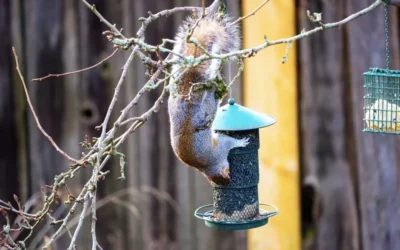 Best Weight-Activated Squirrel-Proof Feeders