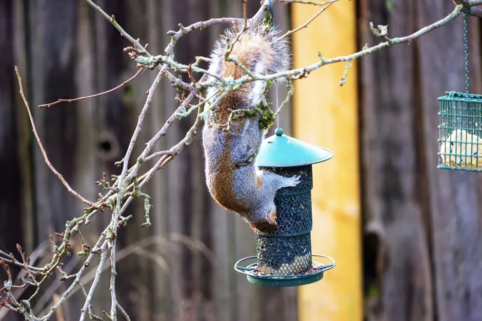 Squirrel hanging upside down from a branch to feed directly from a mesh tube feeder