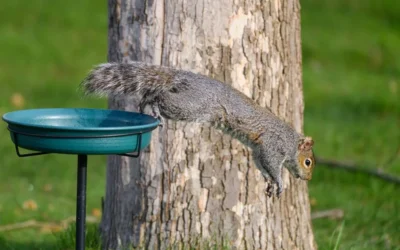 How High Should a Squirrel Baffle Be?