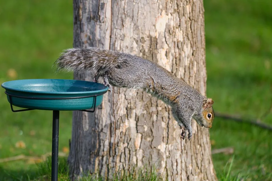 Gray squirrel leaping from a tree trunk toward a pedestal bird feeder