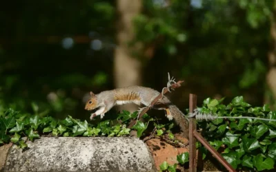 How to Stop Squirrels From Jumping Over a Squirrel Baffle