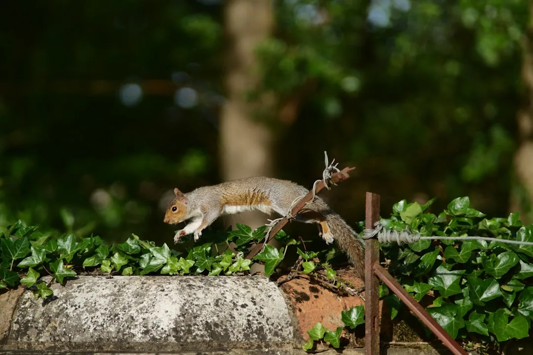 Gray squirrel leaping over a garden wall lined with ivy