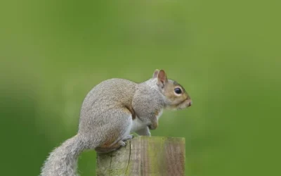 Best Squirrel Baffle for a 4×4 Post