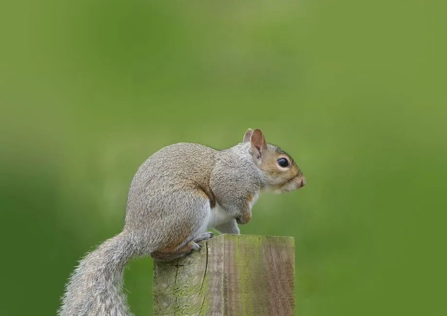 Eastern gray squirrel perched on top of a square wooden fence post