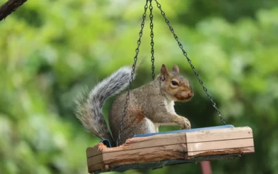Metal vs Plastic Squirrel Baffles: Which Is Better?